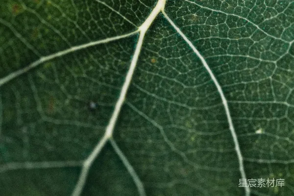 高清摄影 叶脉纹理的特写
