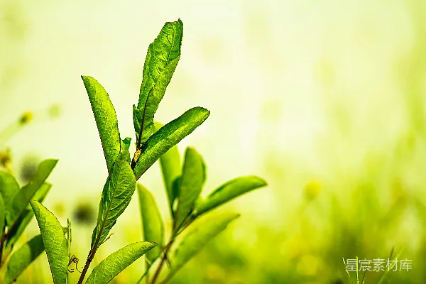 高清摄影 阳光下的嫩叶