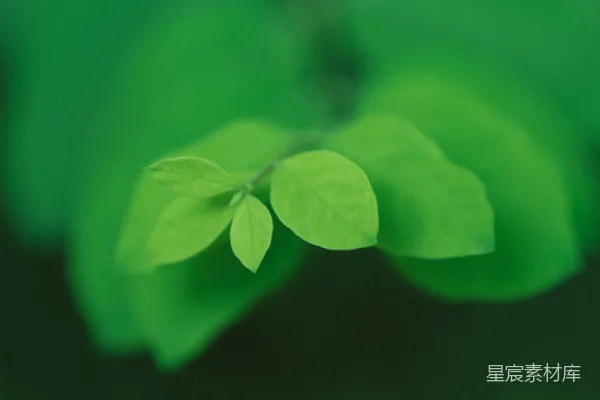 高清摄影 生机盎然的绿叶特写