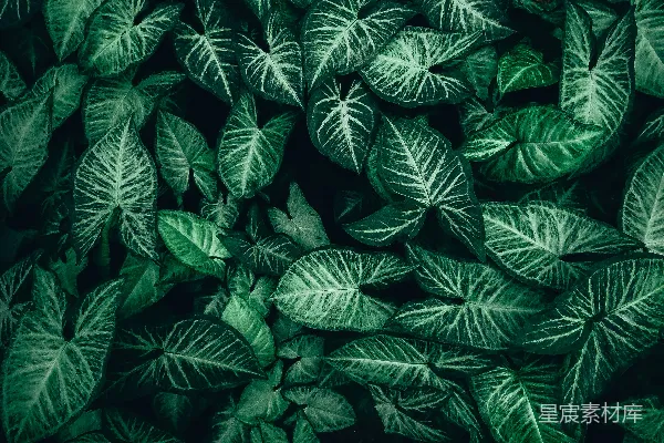 高清摄影 神秘的绿色纹理