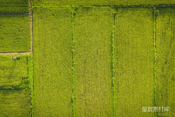 高清摄影 航拍水稻田