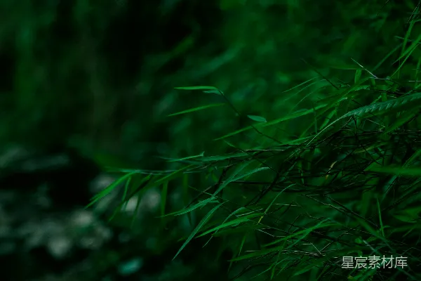 高清摄影 幽暗绿竹
