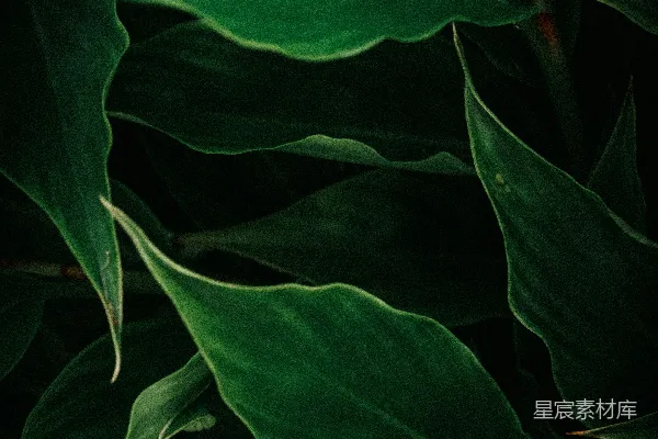 高清摄影 深邃的绿叶背景