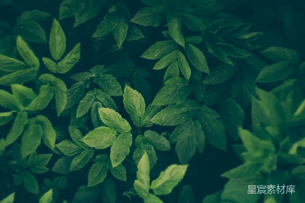 高清摄影 深绿色植物纹理