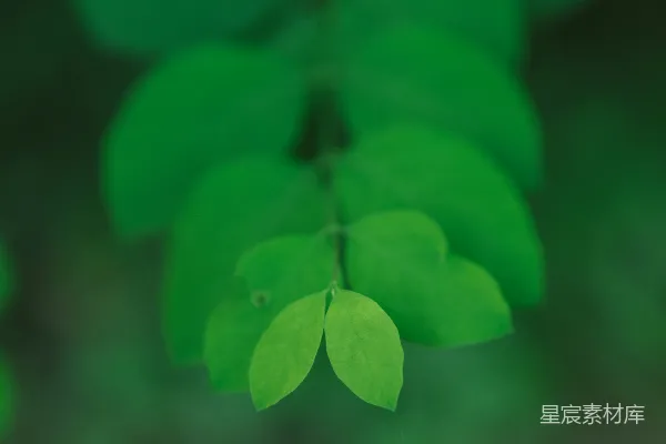高清摄影 清新的绿色叶子