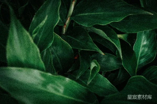 高清摄影 深邃的绿叶特写