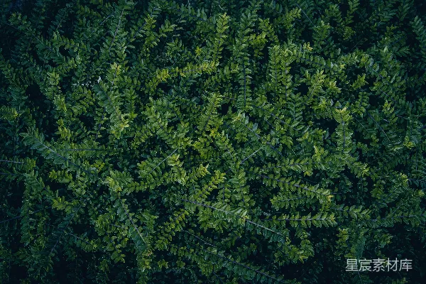 高清摄影 绿色植物背景