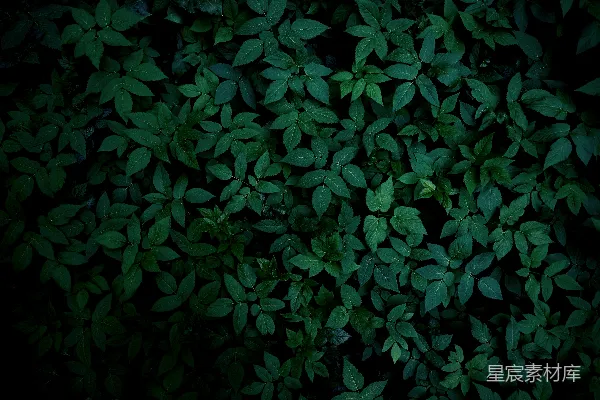 高清摄影 深绿色的叶子背景