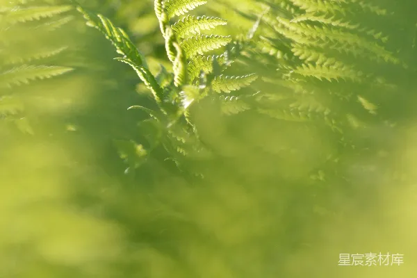 高清摄影 晨光中的蕨类植物