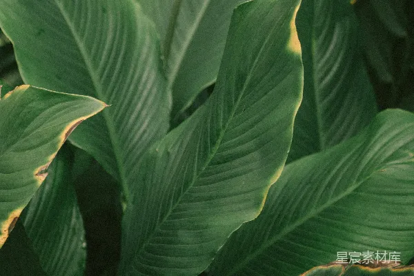 高清摄影 热带绿植