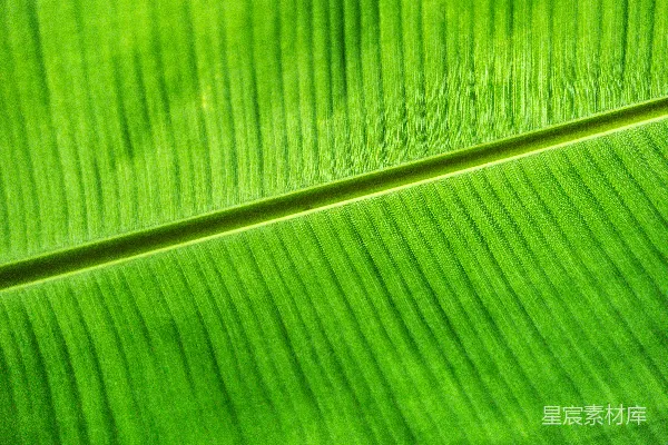 高清摄影 绿色植物的纹理之美