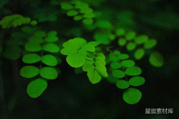 高清摄影 ```json {   title: 夜色中的荧光树叶,   keys: [自然, 夜景, 树叶, 荧光, 宁静],   descs: 这张图片展示了在夜晚，树叶上反射的荧光绿光，营造出一种神秘而宁静