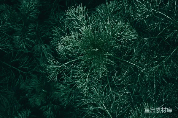 高清摄影 深绿色植物纹理