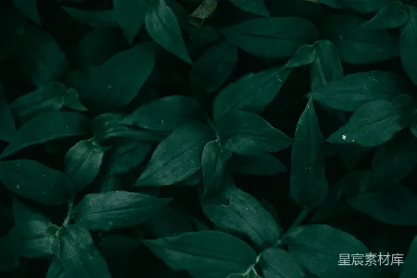 高清摄影 深邃的绿色植物背景
