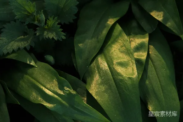 高清摄影 光影交错的绿色植物