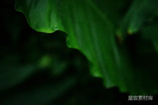 高清摄影 深邃的绿叶