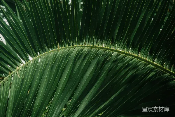 高清摄影 热带雨林的绿色叶片