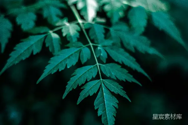 高清摄影 幽静森林中的绿叶