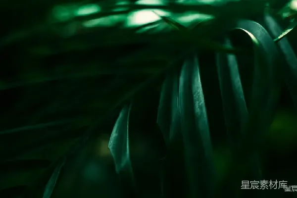 高清摄影 深邃绿意：热带植物的细腻特写
