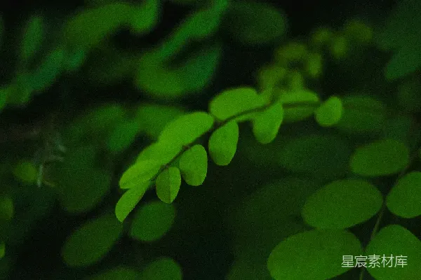 高清摄影 幽暗中的绿叶