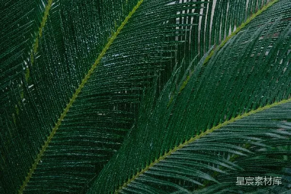 高清摄影 雨后翠绿的棕榈叶