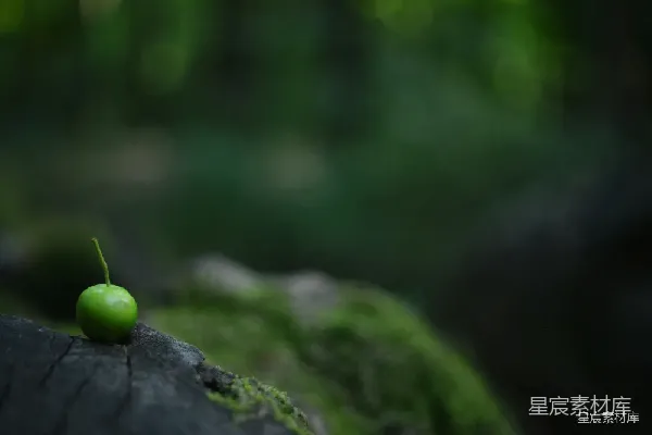 高清摄影 绿意盎然的自然瞬间