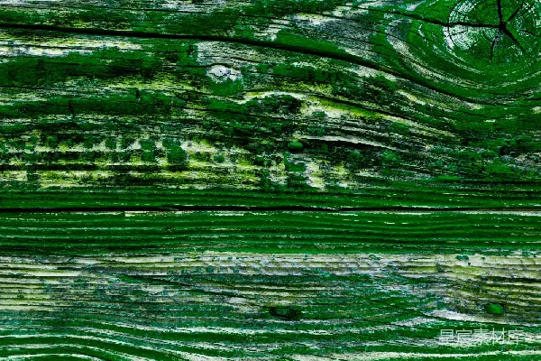 高清摄影 青苔覆盖的木质纹理