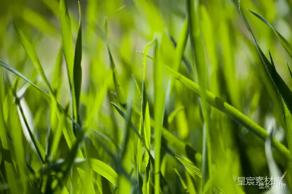 高清摄影 阳光下的绿草