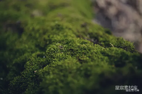 高清摄影 苔藓的自然之美