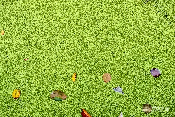 高清摄影 落叶与水生植物的自然和谐