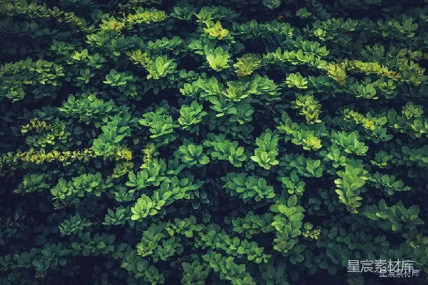 高清摄影 自然绿意 - 绿植背景