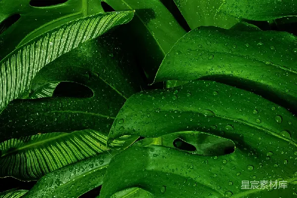 高清摄影 热带雨林中的绿叶特写