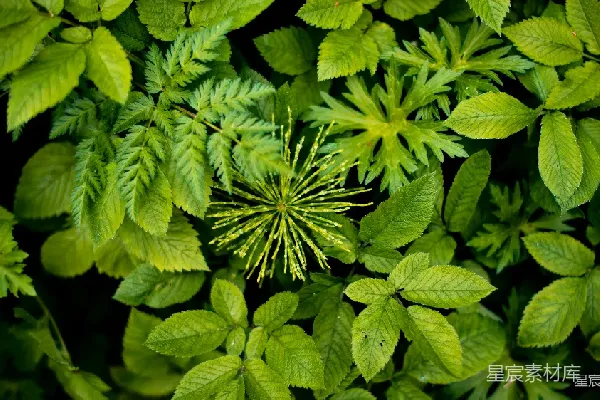 高清摄影 绿色植物的生机与活力
