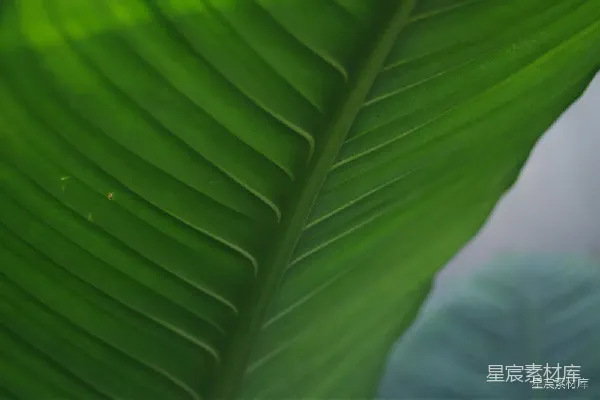 高清摄影 热带植物叶片特写