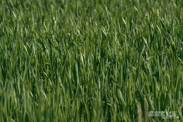 高清摄影 生机勃勃的绿色草地