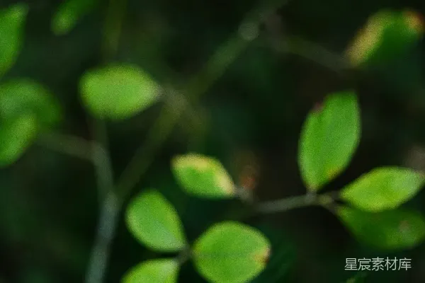 高清摄影 绿叶深处的自然之美