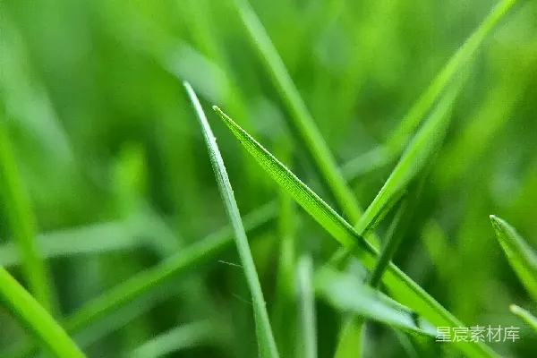 高清摄影 翠绿的草地特写