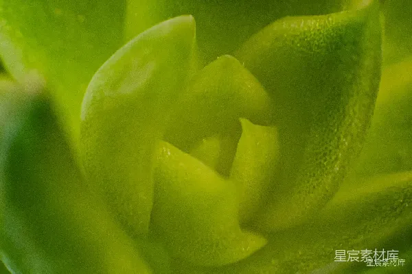 高清摄影 绿色植物的特写