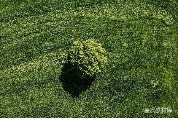高清摄影 独树成林：自然的象征