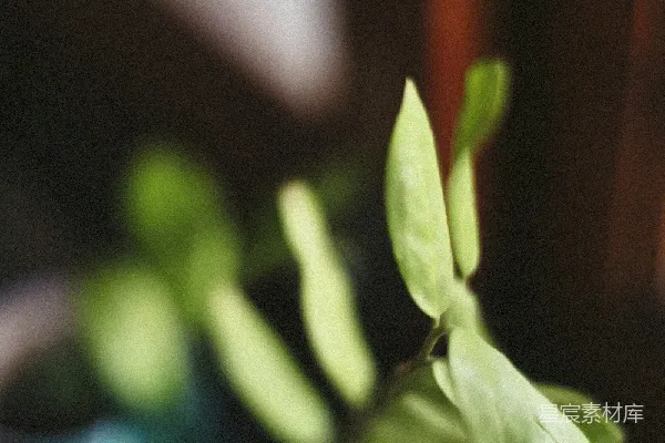 高清摄影 新生的绿芽