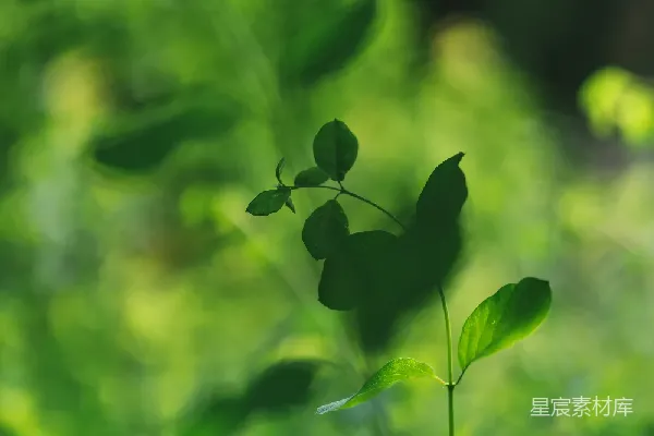 高清摄影 夏日森林中的嫩绿小芽