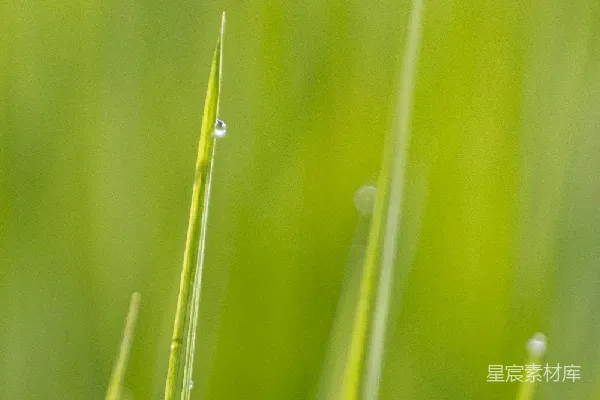 高清摄影 露珠点缀的绿色植物特写