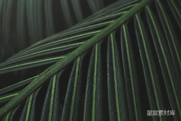 高清摄影 热带植物叶片特写