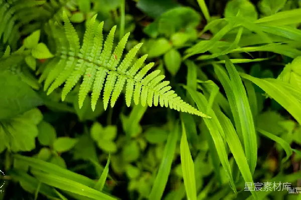 高清摄影 翠绿蕨类植物的自然美景