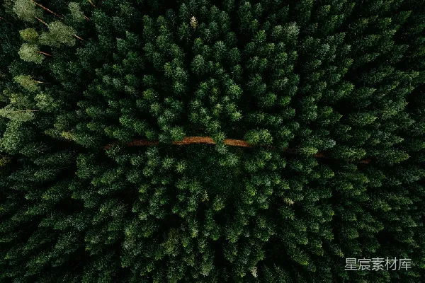 高清摄影 森林航拍：宁静的自然之境