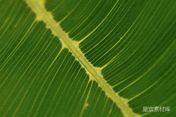 高清摄影 植物叶片特写
