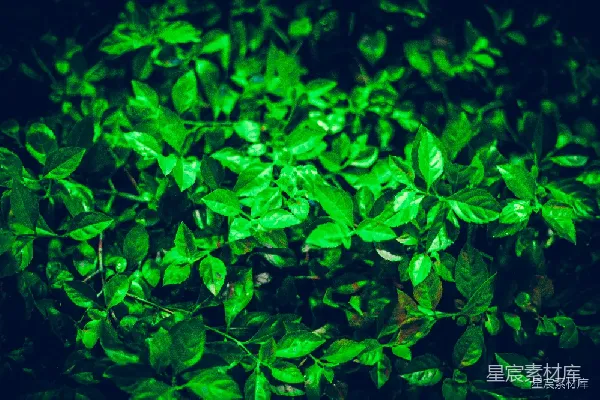高清摄影 夜晚的绿植