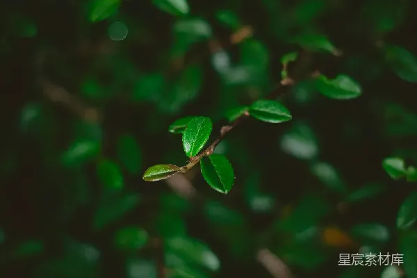 高清摄影 绿叶枝头的宁静