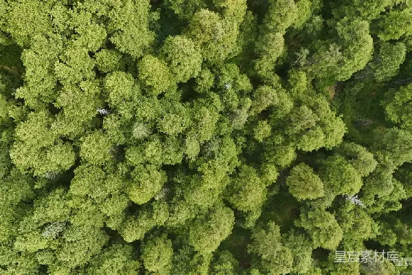 高清摄影 俯瞰森林