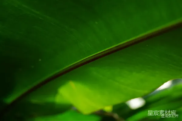 高清摄影 阳光透过树叶的自然光景